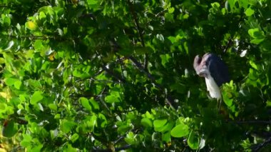 Tricolored Heron tüyleri ayrılmadın. Kuzey Amerika Louisiana veya küçük balıkçıl olarak da bilinir. Tricolored Heron bilimsel adı: Egretta üç renkli. 4k