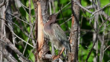 Yeşil balıkçıl dalı. Bilimsel adı: Butorides virescens maculata. Küba. 4k