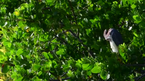 Erone Tricolore Che Prepara Piume Conosciuto Nord America Come Louisiana — Video Stock