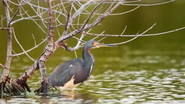 Garza Tricolor Pesca Estanque Cámara Lenta Garza Tricolor Adulta Pesca — Vídeos de Stock