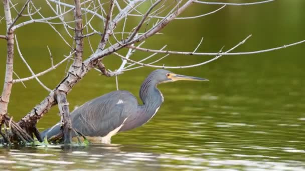 연못에 낚시입니다 루이지애나 헤론으로 지역에서 알려진 과학적인 Egretta — 비디오