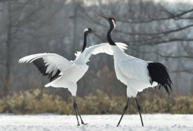 Vinçler ritüel evlilik dansı. Kırmızı taç Vinçler. Bilimsel adı: Grus japonensis Japon vinç veya Mançurya vinç, olarak da bilinir, bu büyük bir Doğu Asya vinç.