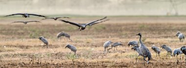 Vinçler alanında sürüsü. Aynı zamanda Avrasya vinç bilinen bayağı turna (Grus grus),.