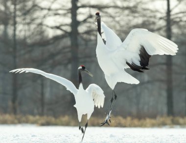 Vinçler ritüel evlilik dansı. Kırmızı taç Vinçler. Bilimsel adı: Grus japonensis Japon vinç veya Mançurya vinç, olarak da bilinir, bu büyük bir Doğu Asya vinç.