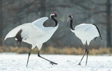 Vinçler ritüel evlilik dansı. Kırmızı taç Vinçler. Bilimsel adı: Grus japonensis Japon vinç veya Mançurya vinç, olarak da bilinir, bu büyük bir Doğu Asya vinç.