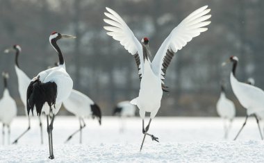 Vinçler ritüel evlilik dansı. Kırmızı taç Vinçler. Bilimsel adı: Grus japonensis Japon vinç veya Mançurya vinç, olarak da bilinir, bu büyük bir Doğu Asya vinç.