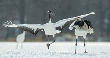 Vinçler ritüel evlilik dansı. Kırmızı taç Vinçler. Bilimsel adı: Grus japonensis Japon vinç veya Mançurya vinç, olarak da bilinir, bu büyük bir Doğu Asya vinç.