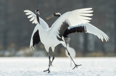 Vinçler ritüel evlilik dansı. Kırmızı taç Vinçler. Bilimsel adı: Grus japonensis Japon vinç veya Mançurya vinç, olarak da bilinir, bu büyük bir Doğu Asya vinç.