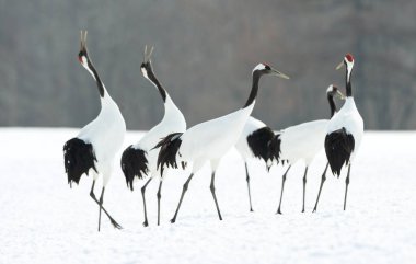 Vinçler ritüel evlilik dansı. Kırmızı taç Vinçler. Bilimsel adı: Grus japonensis Japon vinç veya Mançurya vinç, olarak da bilinir, bu büyük bir Doğu Asya vinç.