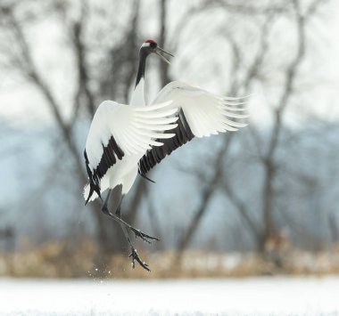 Vinç dans. Ritüel evlilik dans. Kırmızı taç vinç. Bilimsel adı: Grus japonensis Japonca veya Mançurya vinç olarak da bilinir, bu büyük bir Doğu Asya vinç.