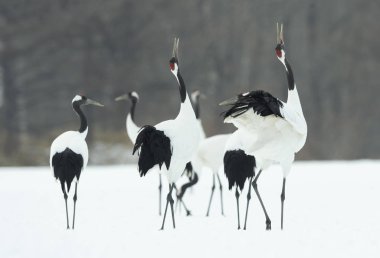 Vinçler ritüel evlilik dansı. Kırmızı taç Vinçler. Bilimsel adı: Grus japonensis Japon vinç veya Mançurya vinç, olarak da bilinir, bu büyük bir Doğu Asya vinç.