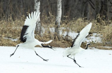 Vinçler ritüel evlilik dansı. Kırmızı taç Vinçler. Bilimsel adı: Grus japonensis Japon vinç veya Mançurya vinç, olarak da bilinir, bu büyük bir Doğu Asya vinç.