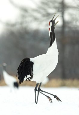 Vinçler ritüel evlilik dansı. Kırmızı taç Vinçler. Bilimsel adı: Grus japonensis Japon vinç veya Mançurya vinç, olarak da bilinir, bu büyük bir Doğu Asya vinç.