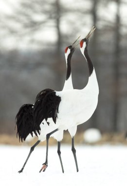 Vinçler ritüel evlilik dansı. Kırmızı taç Vinçler. Bilimsel adı: Grus japonensis Japon vinç veya Mançurya vinç, olarak da bilinir, bu büyük bir Doğu Asya vinç.
