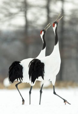 Vinçler ritüel evlilik dansı. Kırmızı taç Vinçler. Bilimsel adı: Grus japonensis Japon vinç veya Mançurya vinç, olarak da bilinir, bu büyük bir Doğu Asya vinç.