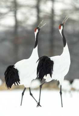 Vinçler ritüel evlilik dansı. Kırmızı taç Vinçler. Bilimsel adı: Grus japonensis Japon vinç veya Mançurya vinç, olarak da bilinir, bu büyük bir Doğu Asya vinç.