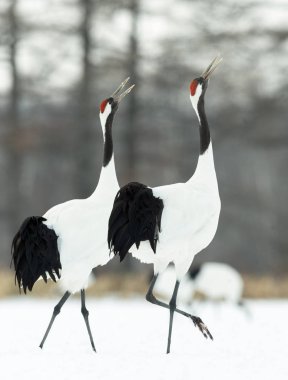 Vinçler ritüel evlilik dansı. Kırmızı taç Vinçler. Bilimsel adı: Grus japonensis Japon vinç veya Mançurya vinç, olarak da bilinir, bu büyük bir Doğu Asya vinç.