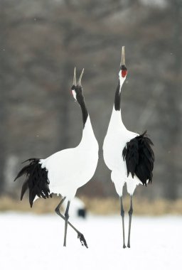 Vinçler ritüel evlilik dansı. Kırmızı taç Vinçler. Bilimsel adı: Grus japonensis Japon vinç veya Mançurya vinç, olarak da bilinir, bu büyük bir Doğu Asya vinç.