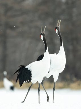 Vinçler ritüel evlilik dansı. Kırmızı taç Vinçler. Bilimsel adı: Grus japonensis Japon vinç veya Mançurya vinç, olarak da bilinir, bu büyük bir Doğu Asya vinç.