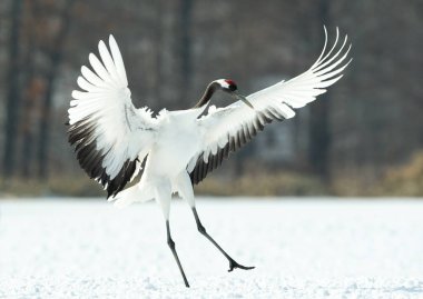Vinç dans. Ritüel evlilik dans. Kırmızı taç vinç. Bilimsel adı: Grus japonensis Japonca veya Mançurya vinç olarak da bilinir, bu büyük bir Doğu Asya vinç.