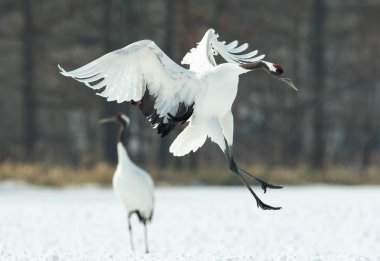 Vinçler ritüel evlilik dansı. Kırmızı taç Vinçler. Bilimsel adı: Grus japonensis Japon vinç veya Mançurya vinç, olarak da bilinir, bu büyük bir Doğu Asya vinç.