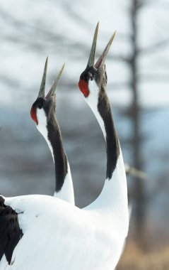 Vinçler ritüel evlilik dansı. Kırmızı taç Vinçler. Bilimsel adı: Grus japonensis Japon vinç veya Mançurya vinç, olarak da bilinir, bu büyük bir Doğu Asya vinç.