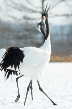 Vinçler ritüel evlilik dansı. Kırmızı taç Vinçler. Bilimsel adı: Grus japonensis Japon vinç veya Mançurya vinç, olarak da bilinir, bu büyük bir Doğu Asya vinç.