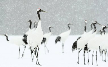 Vinçler ritüel evlilik dansı. Kırmızı taç Vinçler. Bilimsel adı: Grus japonensis Japon vinç veya Mançurya vinç, olarak da bilinir, bu büyük bir Doğu Asya vinç.