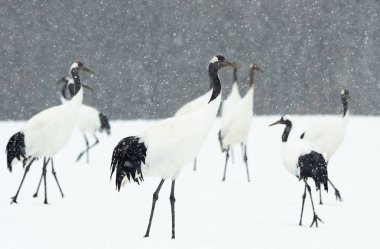 Vinçler ritüel evlilik dansı. Kırmızı taç Vinçler. Bilimsel adı: Grus japonensis Japon vinç veya Mançurya vinç, olarak da bilinir, bu büyük bir Doğu Asya vinç.