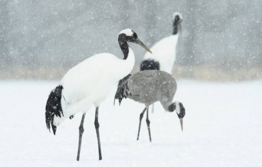 Kırmızı tepeli vinçleri ve Avrasya vinç. Bilimsel adı: Grus japonensis Japonca veya Mançurya vinç olarak da bilinir, bu büyük bir Doğu Asya vinç. Avrasya veya ortak vinç (Grus grus)