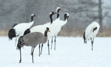 Kırmızı tepeli vinçleri ve Avrasya vinç. Bilimsel adı: Grus japonensis Japonca veya Mançurya vinç olarak da bilinir, bu büyük bir Doğu Asya vinç. Avrasya veya ortak vinç (Grus grus)