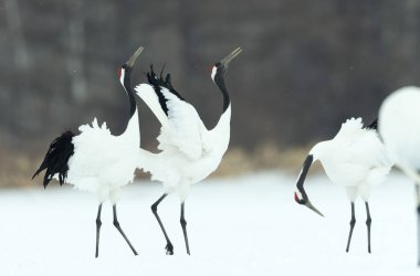 Vinçler ritüel evlilik dansı. Kırmızı taç Vinçler. Bilimsel adı: Grus japonensis Japon vinç veya Mançurya vinç, olarak da bilinir, bu büyük bir Doğu Asya vinç.