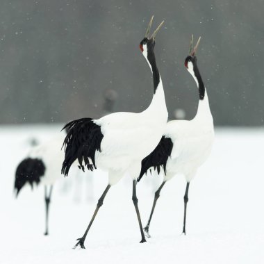 Vinçler ritüel evlilik dansı. Kırmızı taç Vinçler. Bilimsel adı: Grus japonensis Japon vinç veya Mançurya vinç, olarak da bilinir, bu büyük bir Doğu Asya vinç.