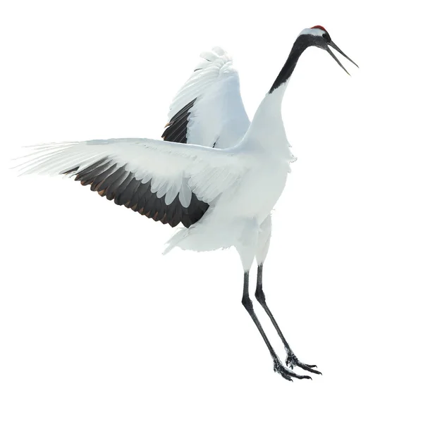 Dancing Crane Rituella Äktenskapet Dansen Isolerad Vit Bakgrund Rödkronad Kranen — Stockfoto