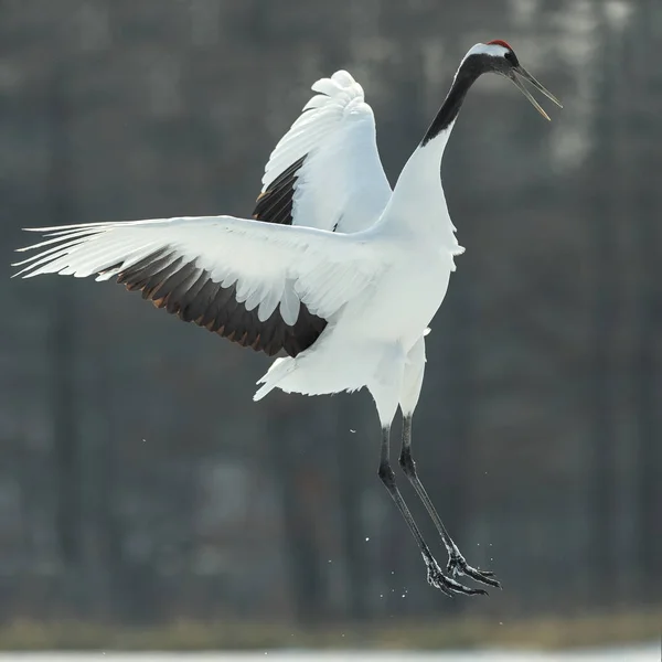 Grue Dansante Mariage Rituel Danse Grue Couronne Rouge Nom Scientifique — Photo