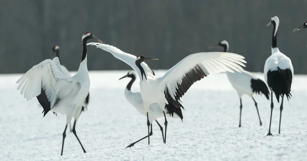 Ritual Marriage Dance Cranes Red Crowned Cranes Scientific Name Grus — Stock Photo, Image