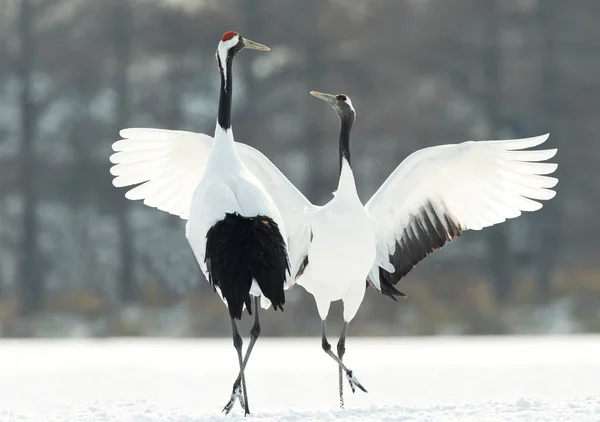 Vinçler Ritüel Evlilik Dansı Kırmızı Taç Vinçler Bilimsel Adı Grus — Stok fotoğraf