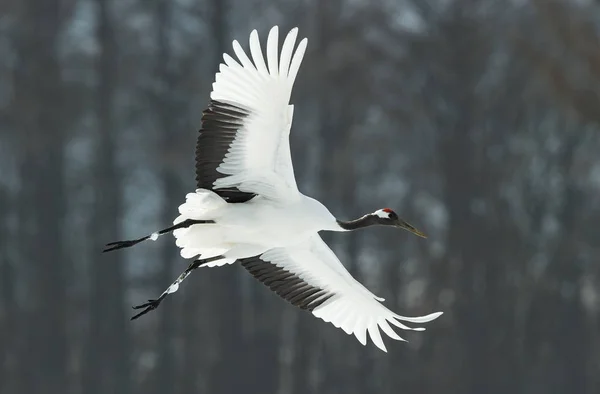 Red Crowned Crane Flight Scientific Name Grus Japonensis Also Called — Stock Photo, Image
