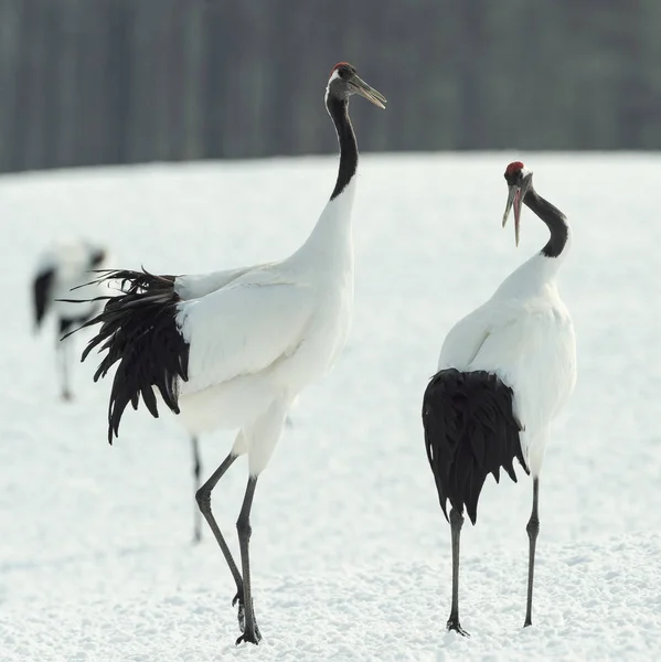 Taniec Rytualny Małżeństwa Żurawi Mandżurski Żurawie Nazwa Naukowa Grus Japonensis — Zdjęcie stockowe