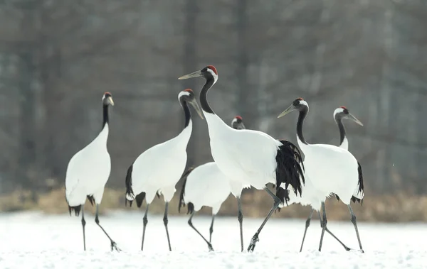 Ritual Marriage Dance Cranes Red Crowned Cranes Scientific Name Grus — Stock Photo, Image