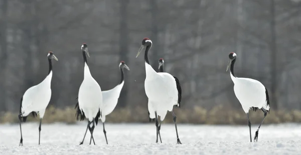 Rituální Sňatek Tanec Jeřábů Mandžuský Jeřáby Vědecký Název Grus Japonensis — Stock fotografie