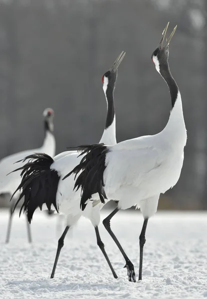 Ritual Marriage Dance Cranes Red Crowned Cranes Scientific Name Grus — Stock Photo, Image