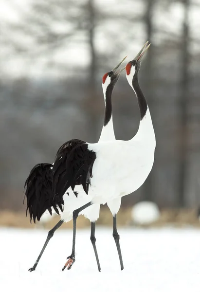 Den Rituella Äktenskap Dansen Kranar Rödkronad Tranorna Vetenskapligt Namn Grus — Stockfoto