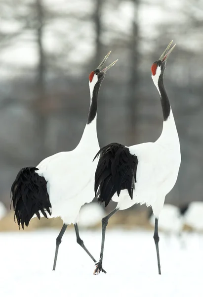 Ritual Marriage Dance Cranes Red Crowned Cranes Scientific Name Grus — Stock Photo, Image