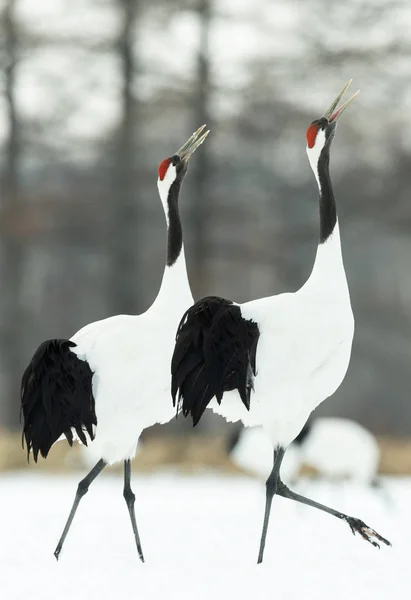 Den Rituella Äktenskap Dansen Kranar Rödkronad Tranorna Vetenskapligt Namn Grus — Stockfoto