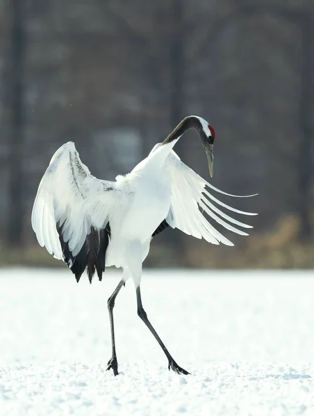 Dancing Crane. The ritual marriage dance. The red-crowned crane. Scientific name: Grus japonensis, also called the Japanese  or Manchurian crane, is a large East Asian Crane.