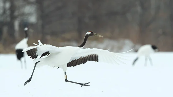 Dançar Crane Dança Casamento Ritual Guindaste Coroa Vermelha Nome Científico — Fotografia de Stock