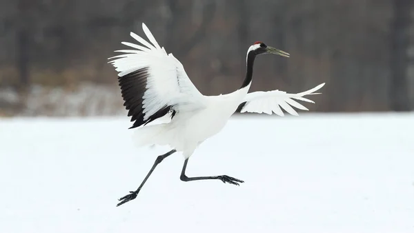 Dançar Crane Dança Casamento Ritual Guindaste Coroa Vermelha Nome Científico — Fotografia de Stock