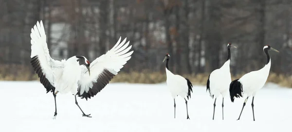 Vinçler Ritüel Evlilik Dansı Kırmızı Taç Vinçler Bilimsel Adı Grus — Stok fotoğraf