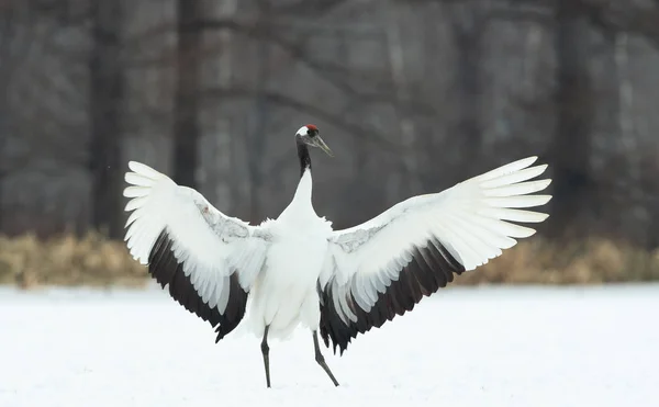 Crane Danzante Ballo Rituale Del Matrimonio Gru Dalla Corona Rossa — Foto Stock